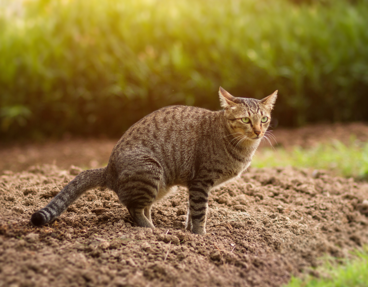 Katze setzt Kot im Garten ab.