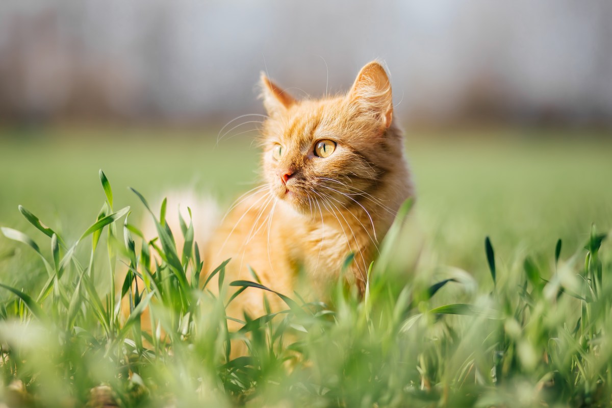 Rote Katze im Garten im Gras.