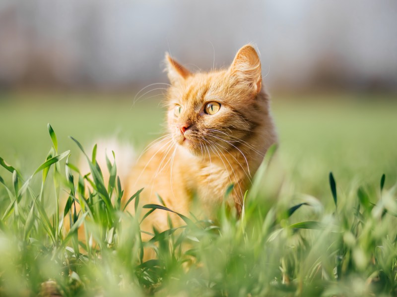 Rote Katze im Garten im Gras.