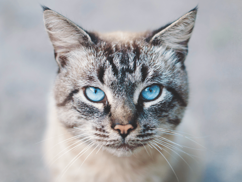 In den Augen von Katzen liegen Weisheiten über das Leben.