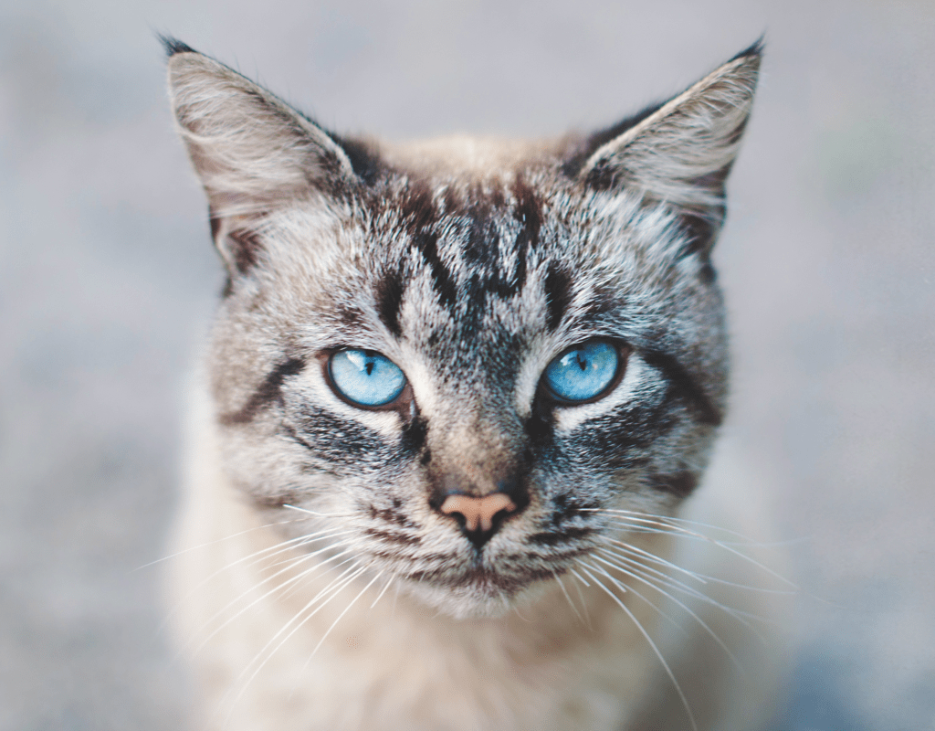 In den Augen von Katzen liegen Weisheiten über das Leben.