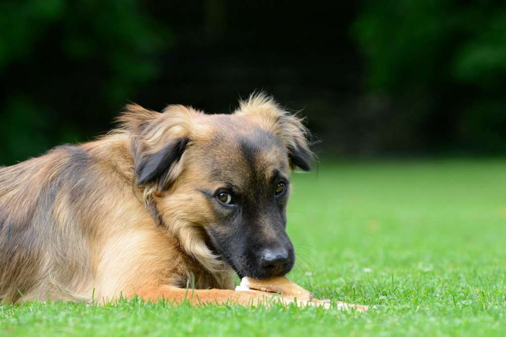 Ist es schlimm, wenn mein Hund Kot frisst?
