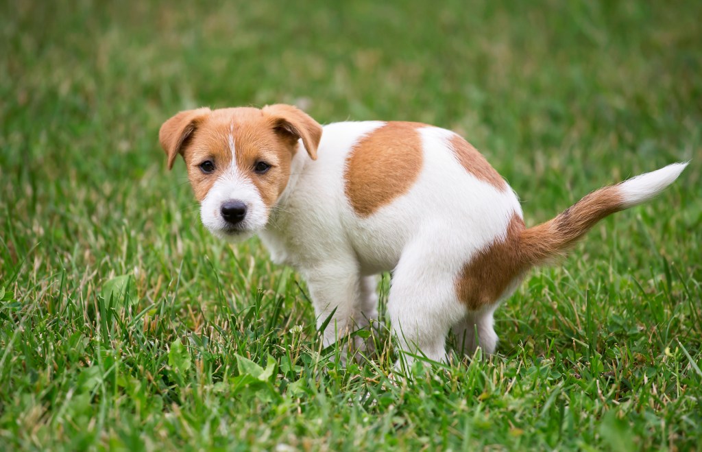 Hund kotet auf den Rasen.