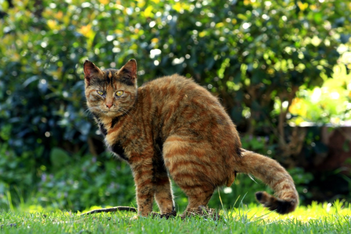 Katze setzt Kot auf den Rasen ab.