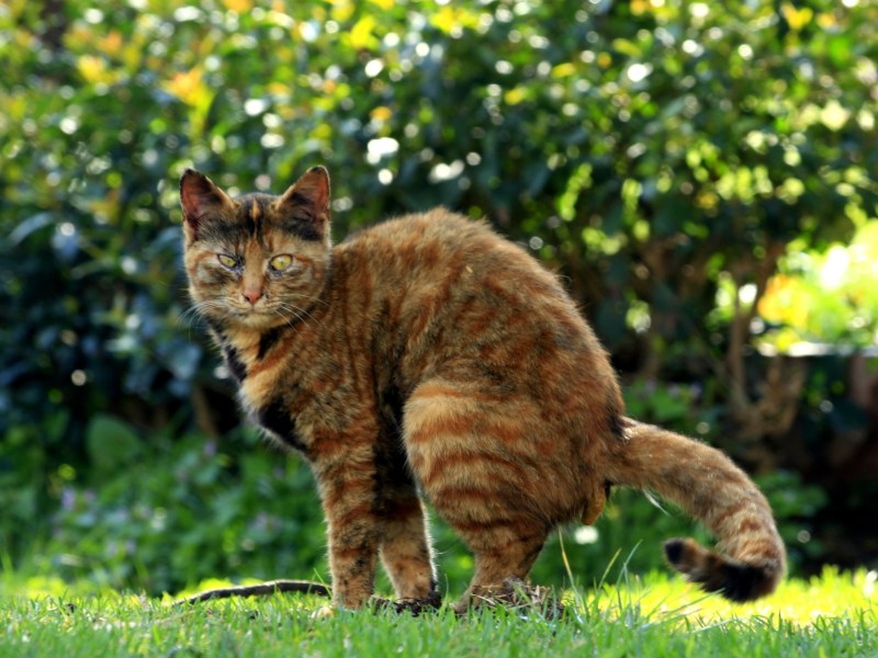 Katze setzt Kot auf den Rasen ab.