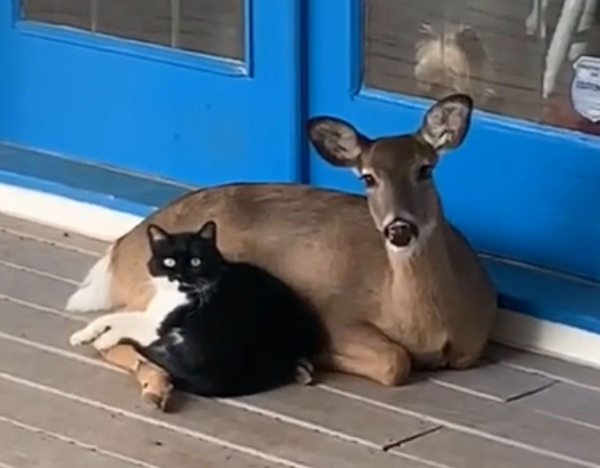 Katze und Reh sind unzertrennlich