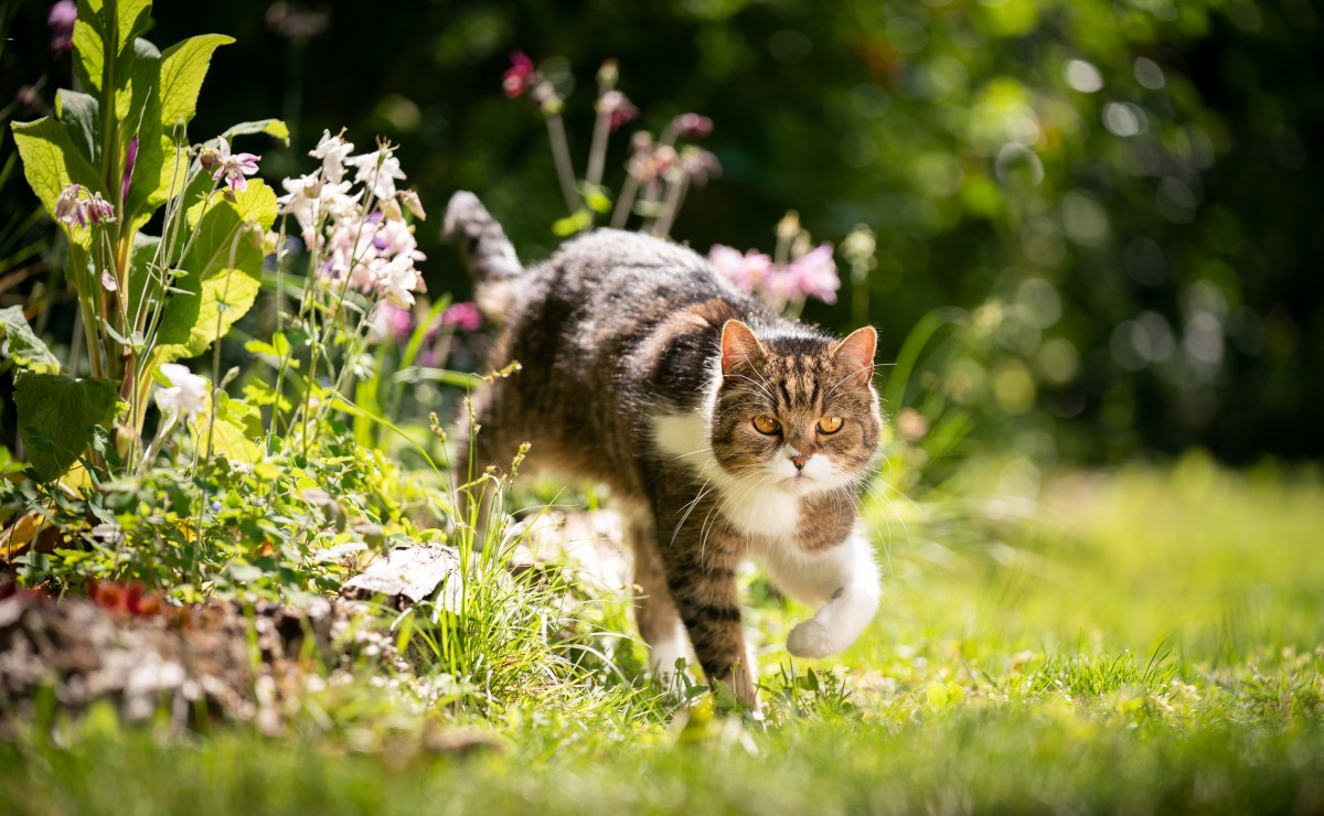 Katze läuft aus dem Blumenbeet.