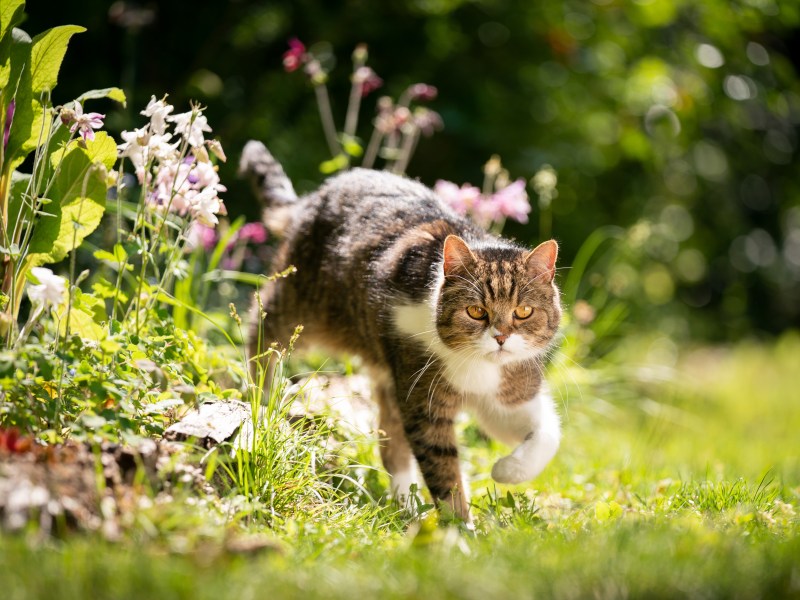 Katze läuft aus dem Blumenbeet.