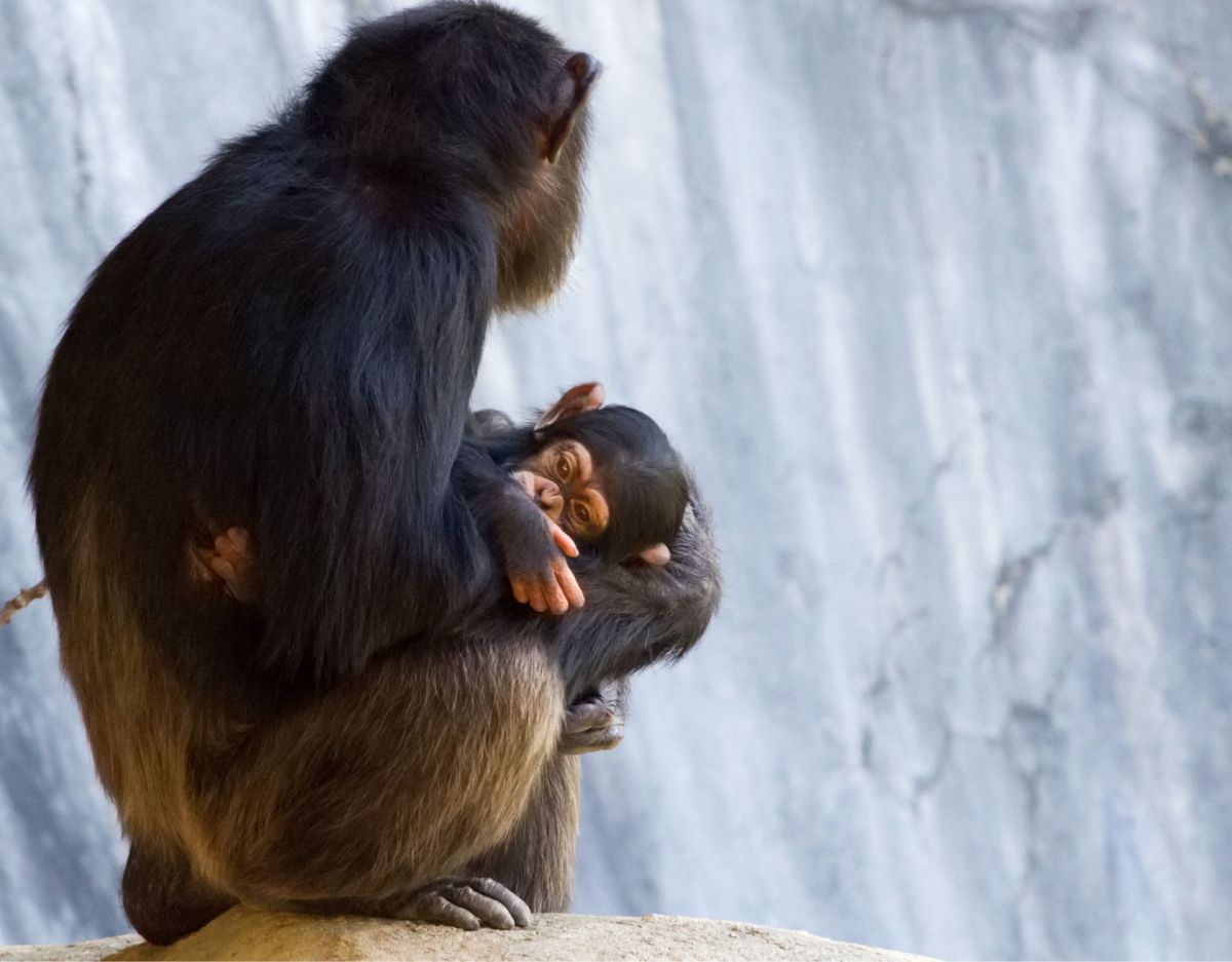 Schimpansen-Mama glaubt, ihr Baby ist tot – dann passiert das!