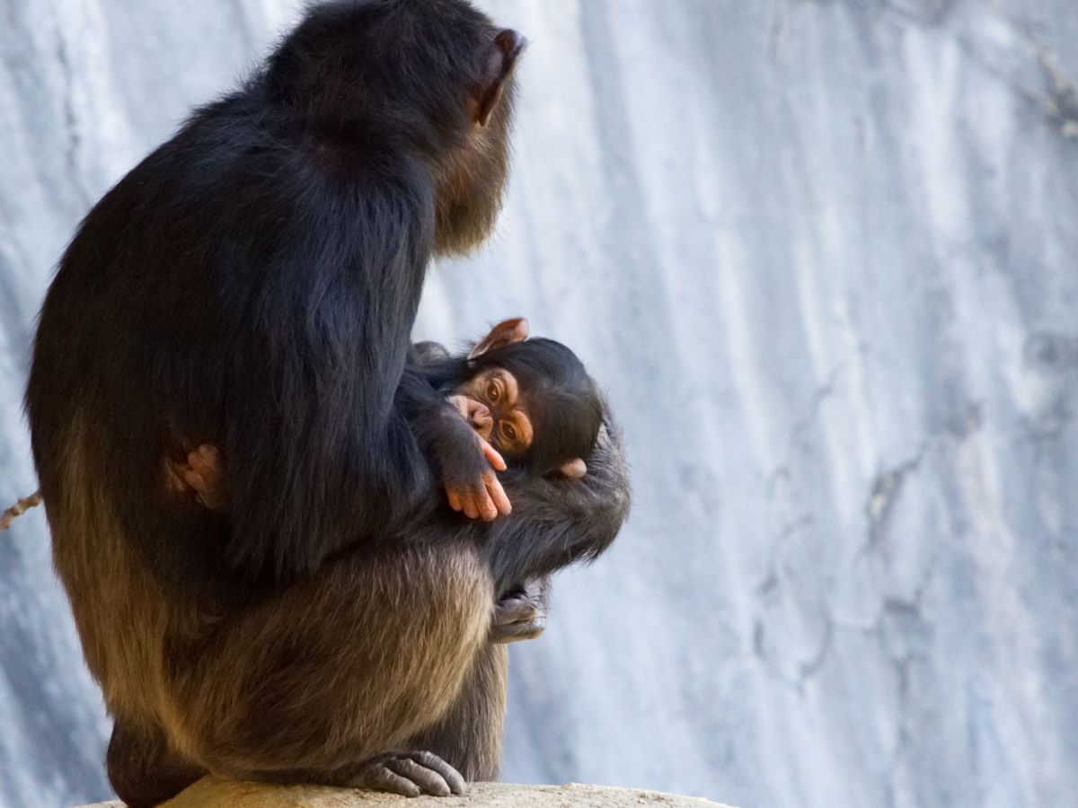 Schimpansen-Mama glaubt, ihr Baby sei tot – emotionaler Moment nach Geburt!