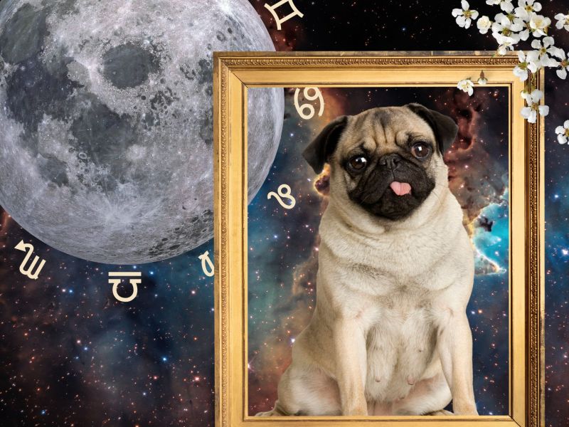 Sternzeichen als Hunde: Mops und Co.