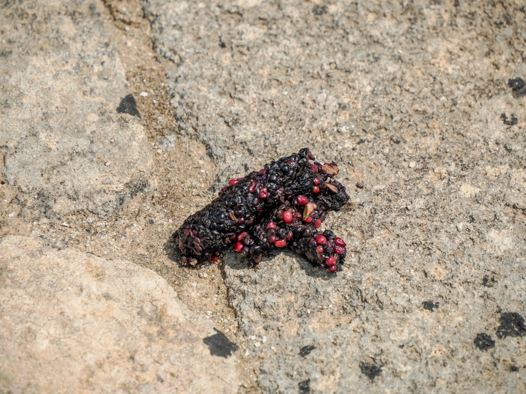 Tierkot von Igel, Marder und Ratten im Garten bestimmen: Wann