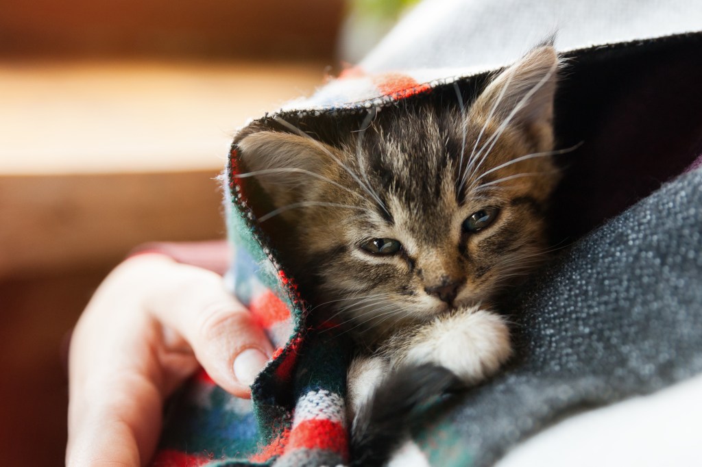 Junge Kitten unter einer Decke.