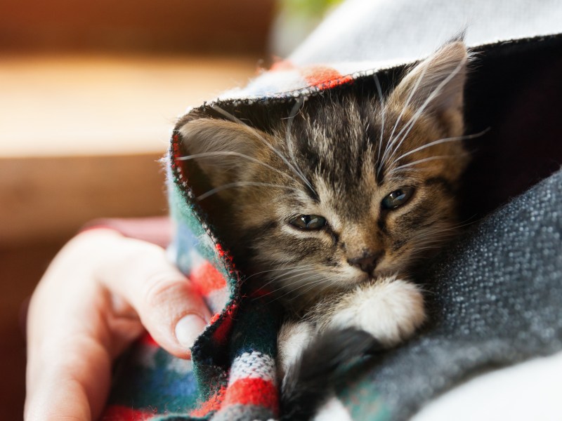 Junge Kitten unter einer Decke.