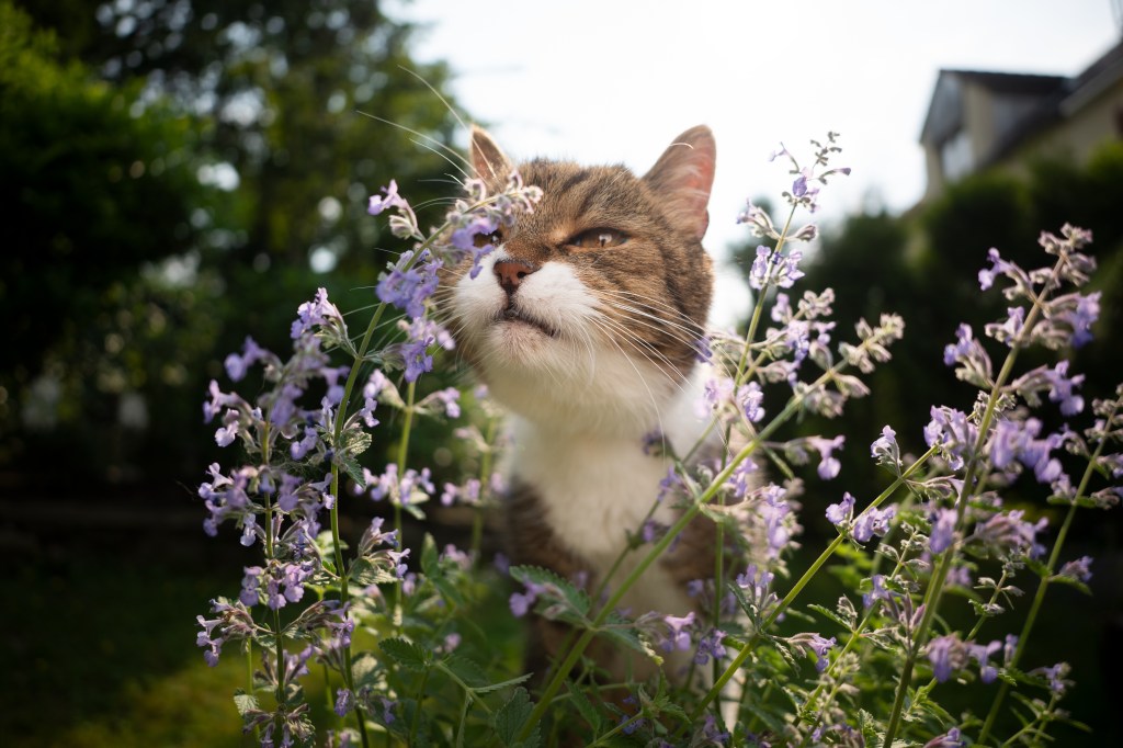 Katze riecht an Verpiss-dich-Pflanze.