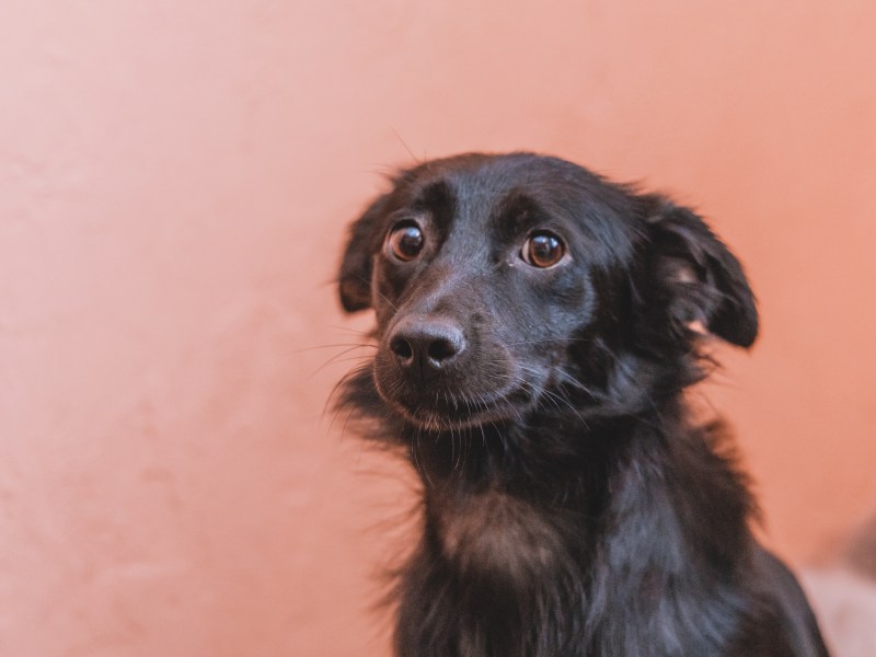 Hund mit traurigem Blick