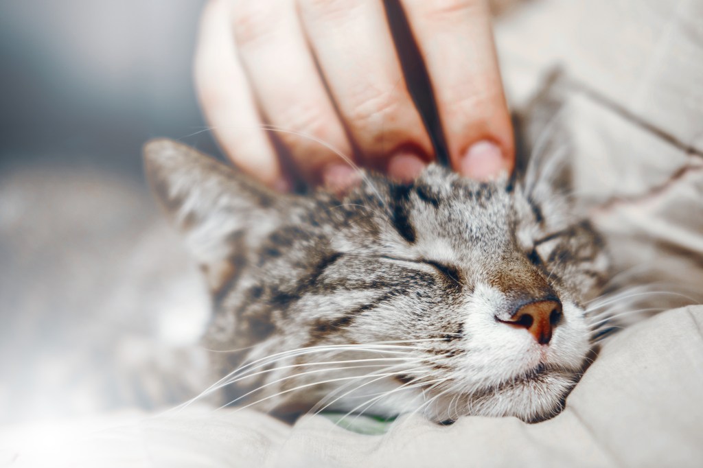 Katze wird auf dem Kopf gestreichelt.