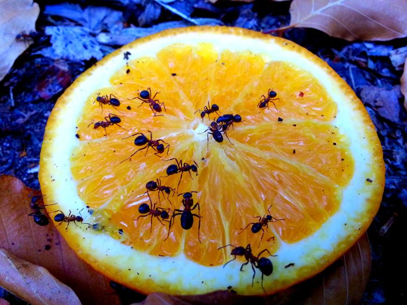 Zitrone und Ameisen