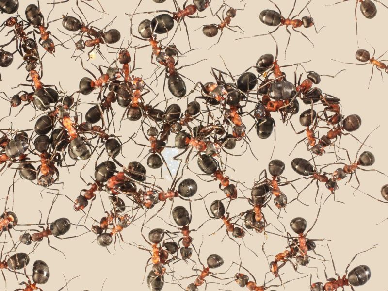 Ameisen im Haus: Die Hausmittel als letzte Rettung