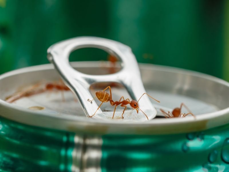 Ameisen auf Getränkedose: Klebeband-Trick gegen Ameisen