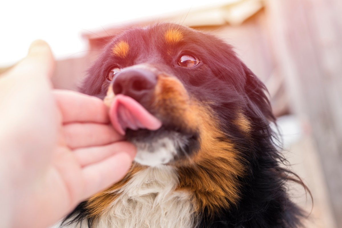 Hund leckt menschliche Hand ab.