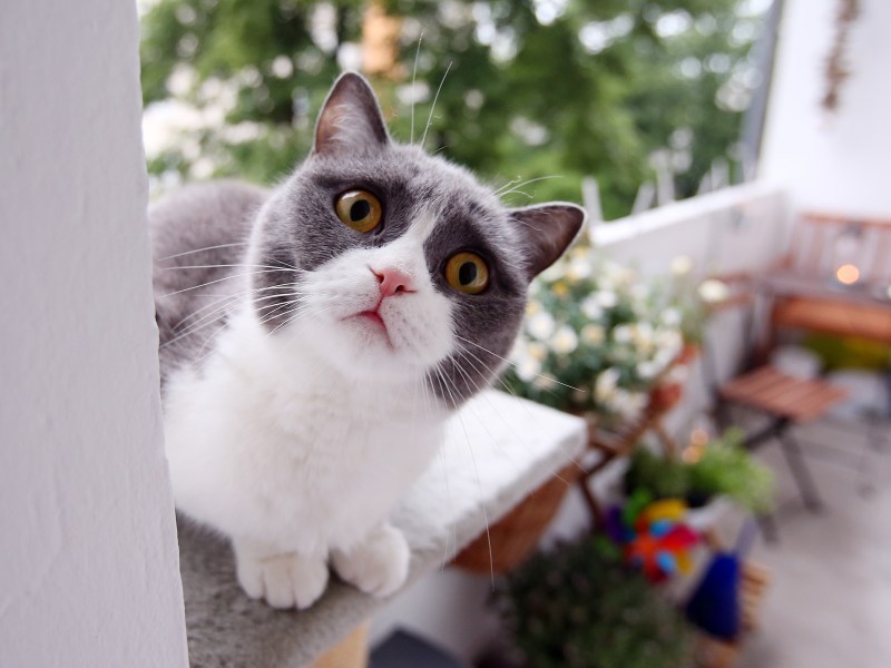 Katze auf Balkon schaut in die Kamera.