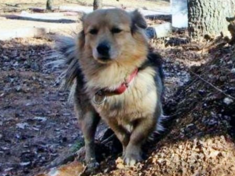 Hund Cesur auf dem Friedhof.