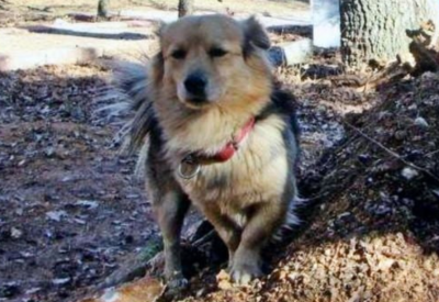 Hund Cesur auf dem Friedhof.