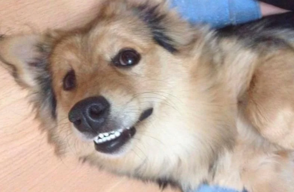 Hund Cesur lacht verschmitzt