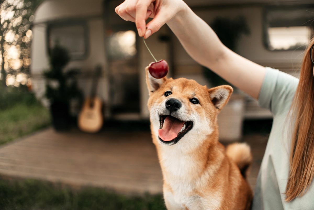 Frau hält Hund eine Kirsche vor die Nase.