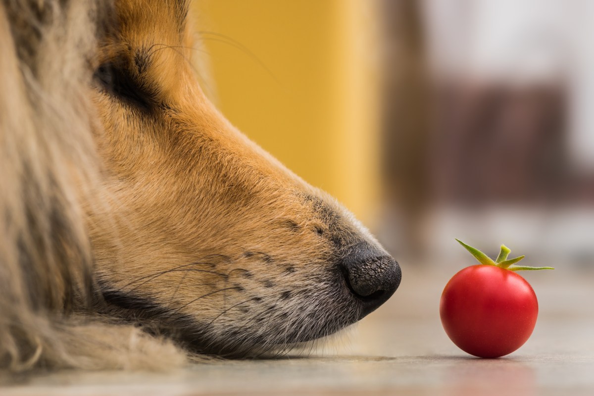 Hund liegt vor einer Tomate und schaut sie an.