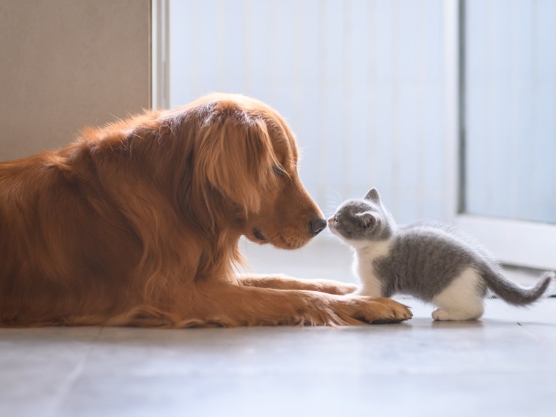 Hund und Katze geben sich einen Nasenkuss.