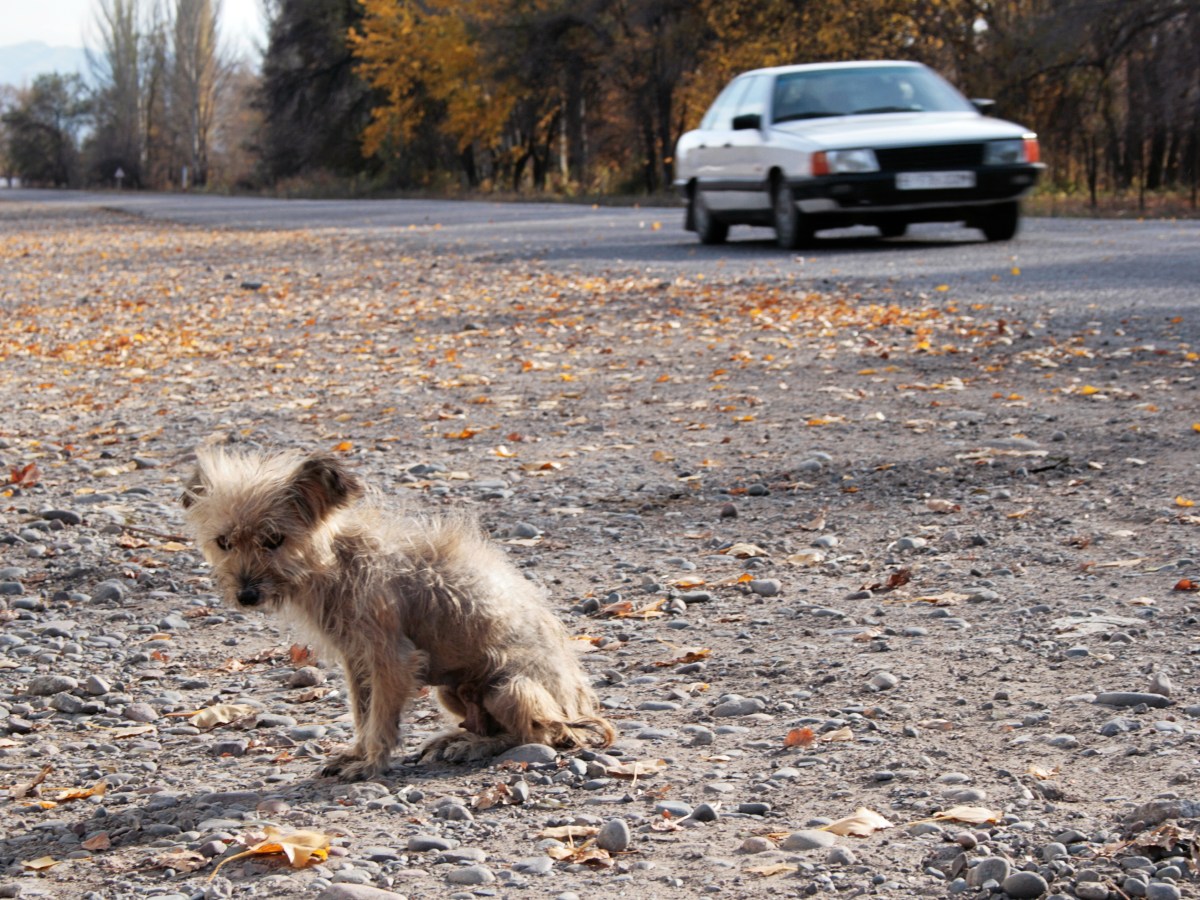 Hund am Straßenrand ausgesetzt