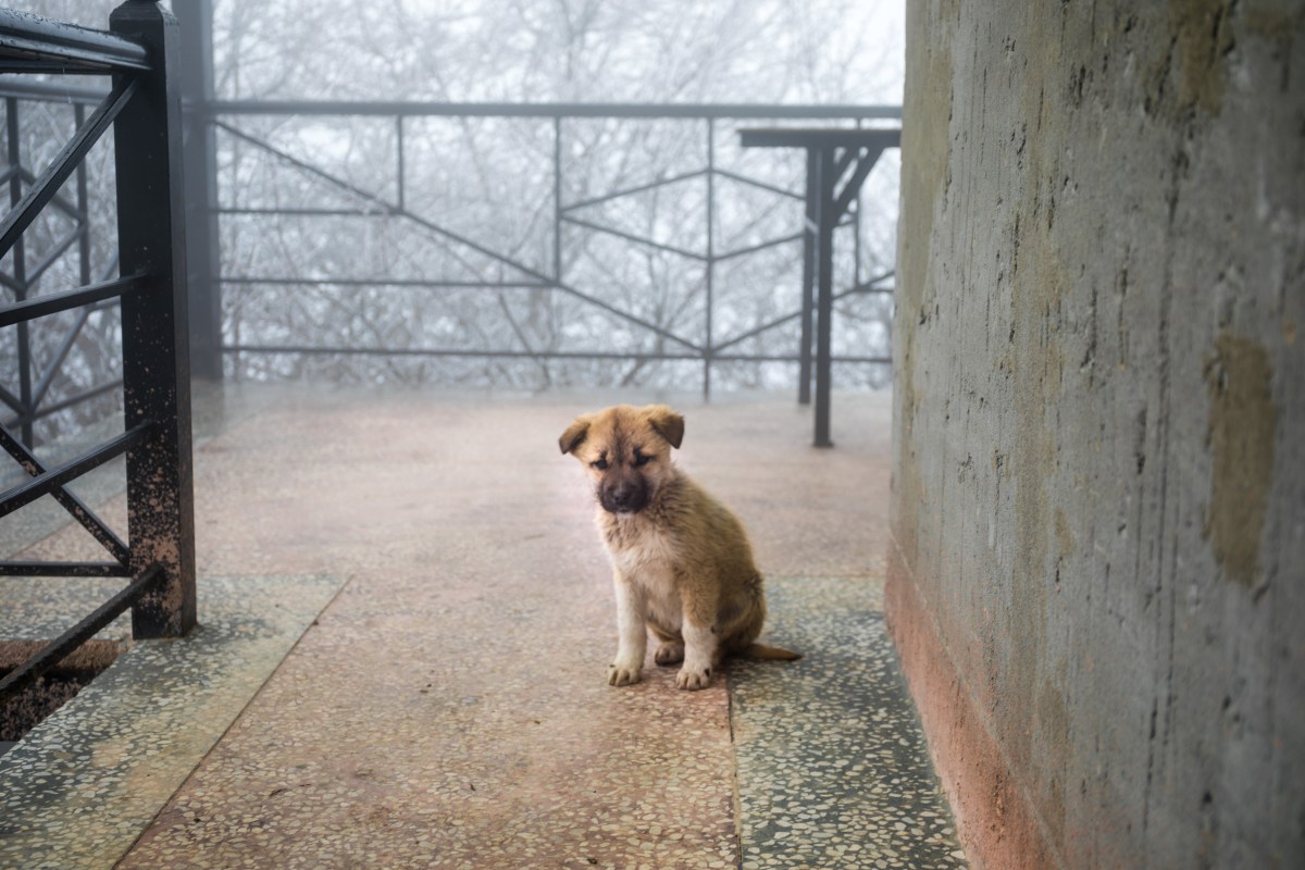 Hund sitzt bei einem verlassenen Haus
