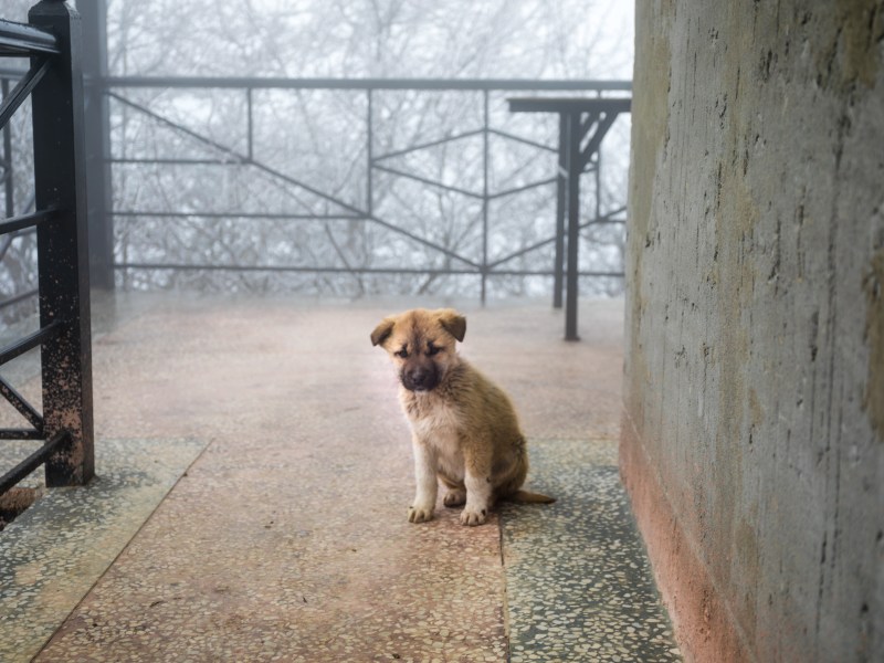 Hund sitzt bei einem verlassenen Haus