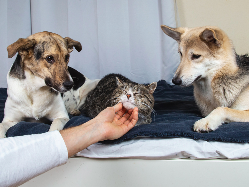 Hunde sind eifersüchtig, weil Katze gestreichelt wird.