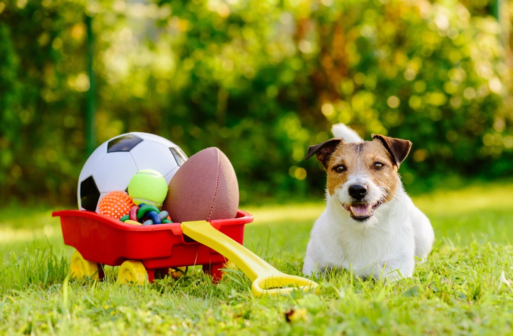 Hund sitzt bei Hitze neben seinem Spielzeug.