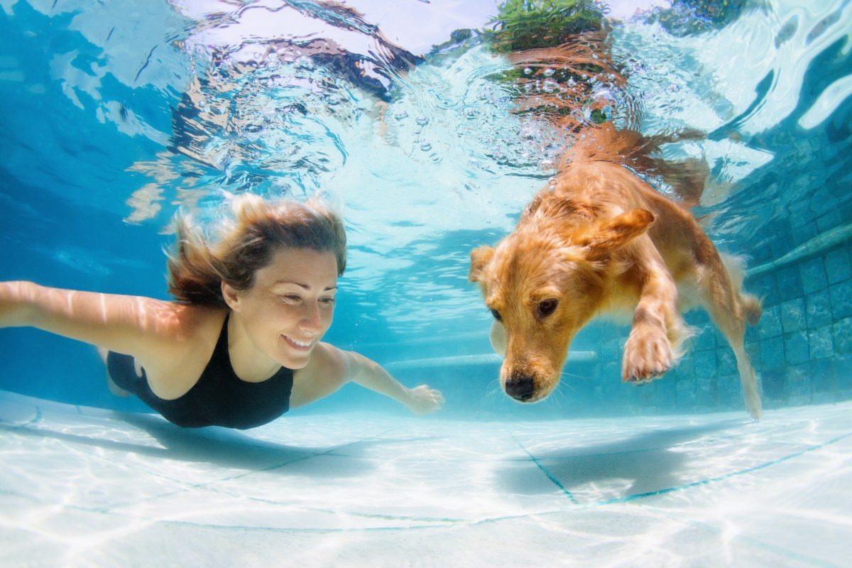 Hund im Pool