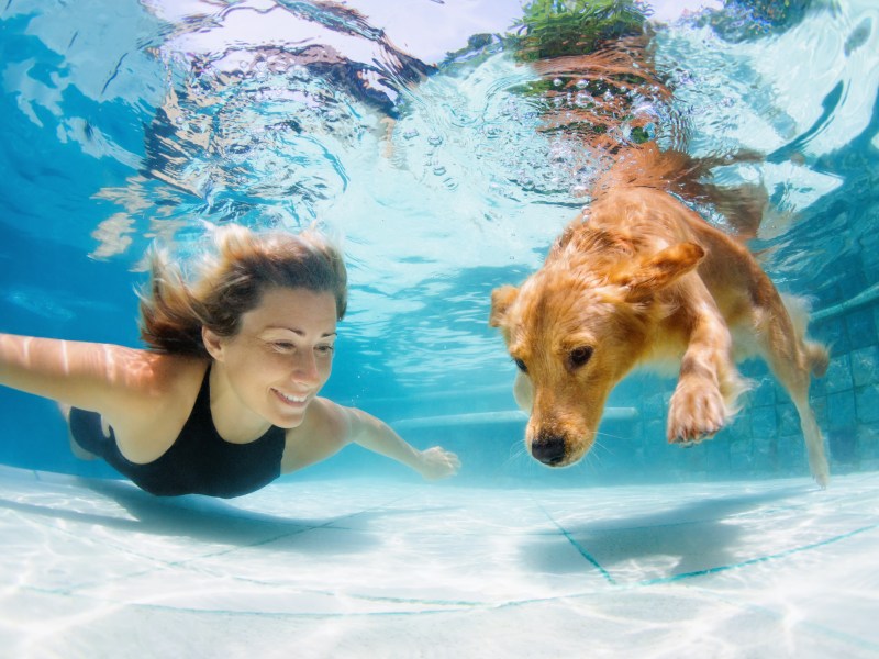 Hund im Pool