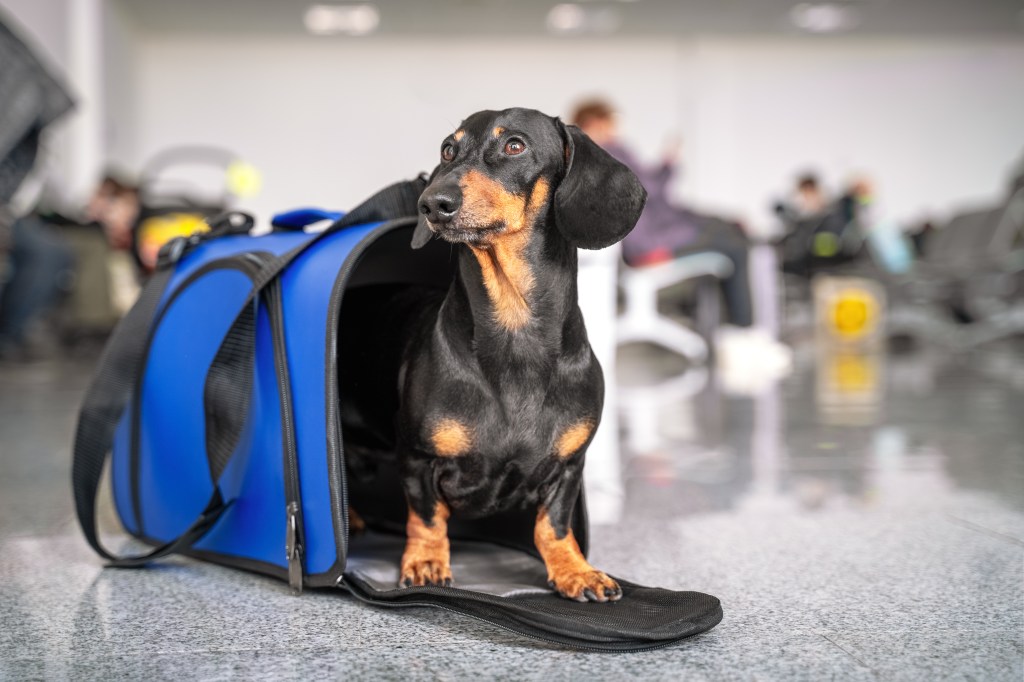 Hund in Transporttasche