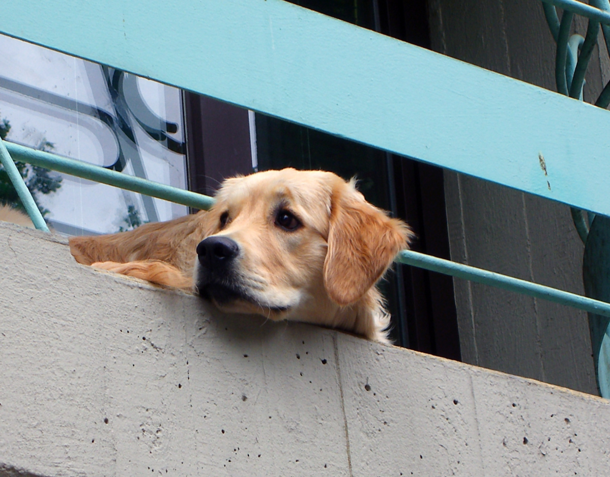 Hund auf dem Balkon