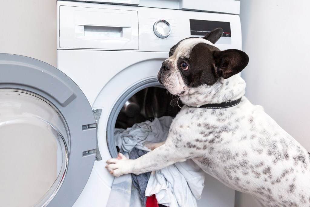 Hund mit Waschmaschine