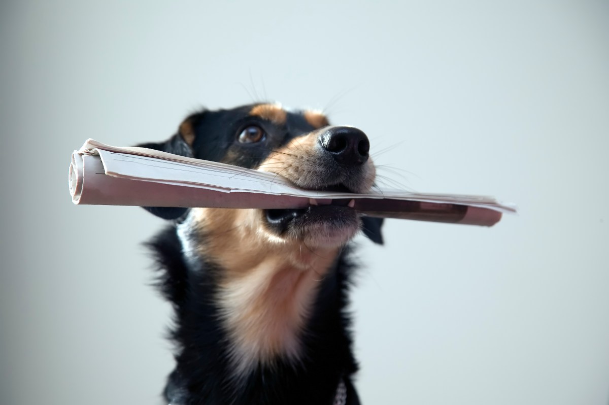 Hund mit Zeitung im Maul