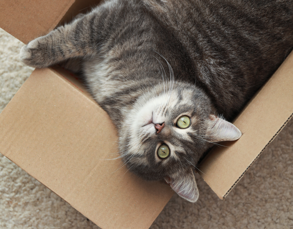 Katze liegt in Karton.