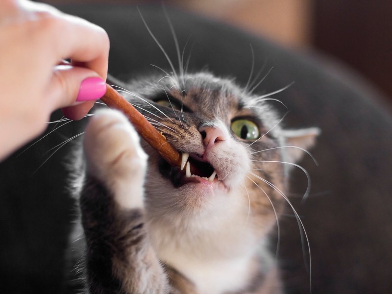 Katze frisst ein Leckerli aus der Hand.