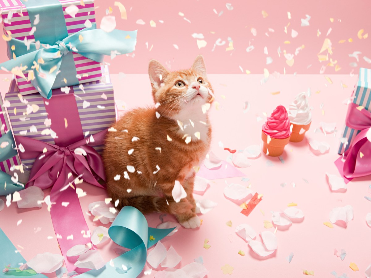 Weihnachtsgeschenke für Katzen: 11 Dinge, die sie wunschlos glücklich machen