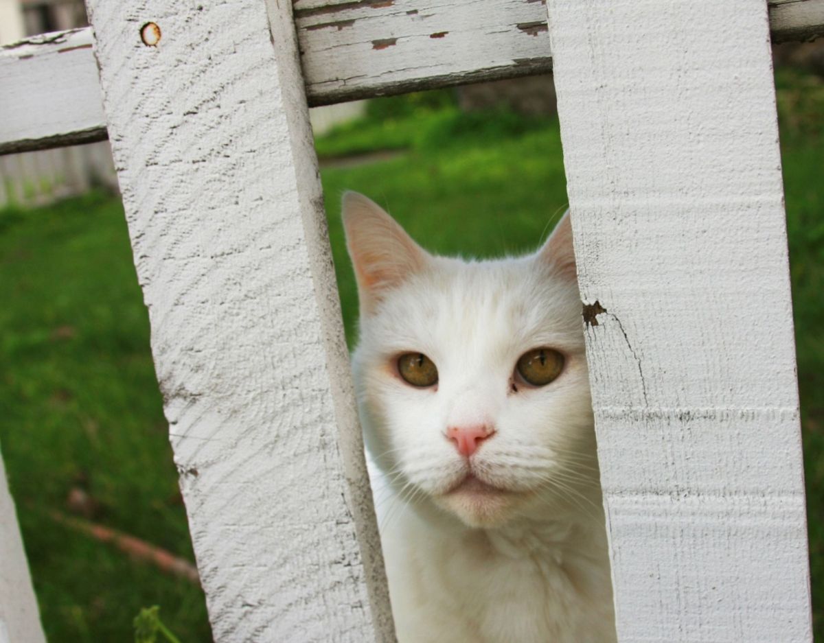 Nachbars Katze am Gartenzaun