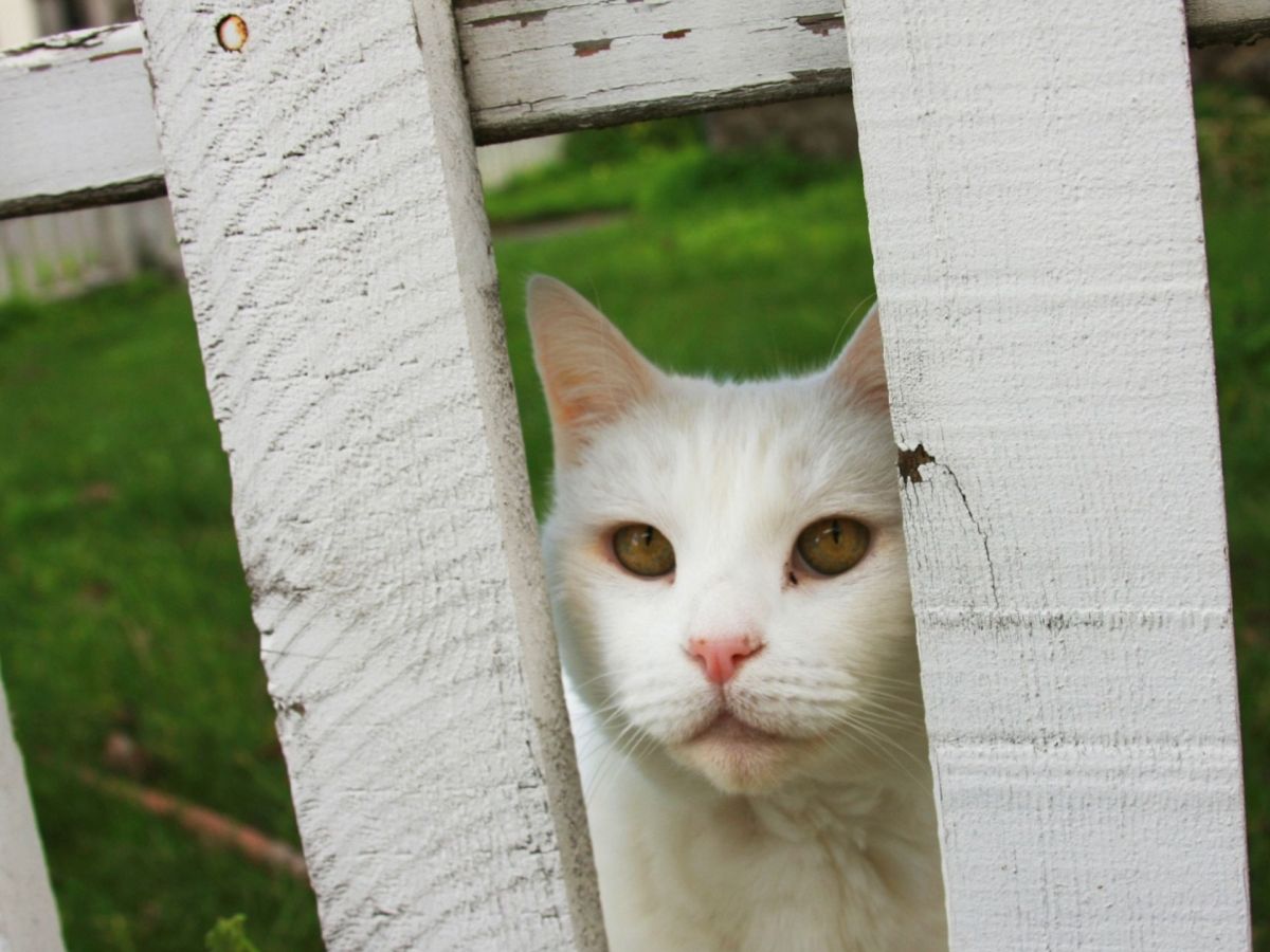 Nachbars Katze am Gartenzaun