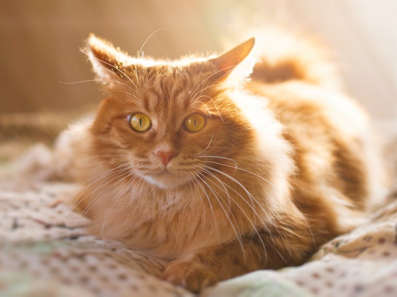 Katze liegt in der Sonne.