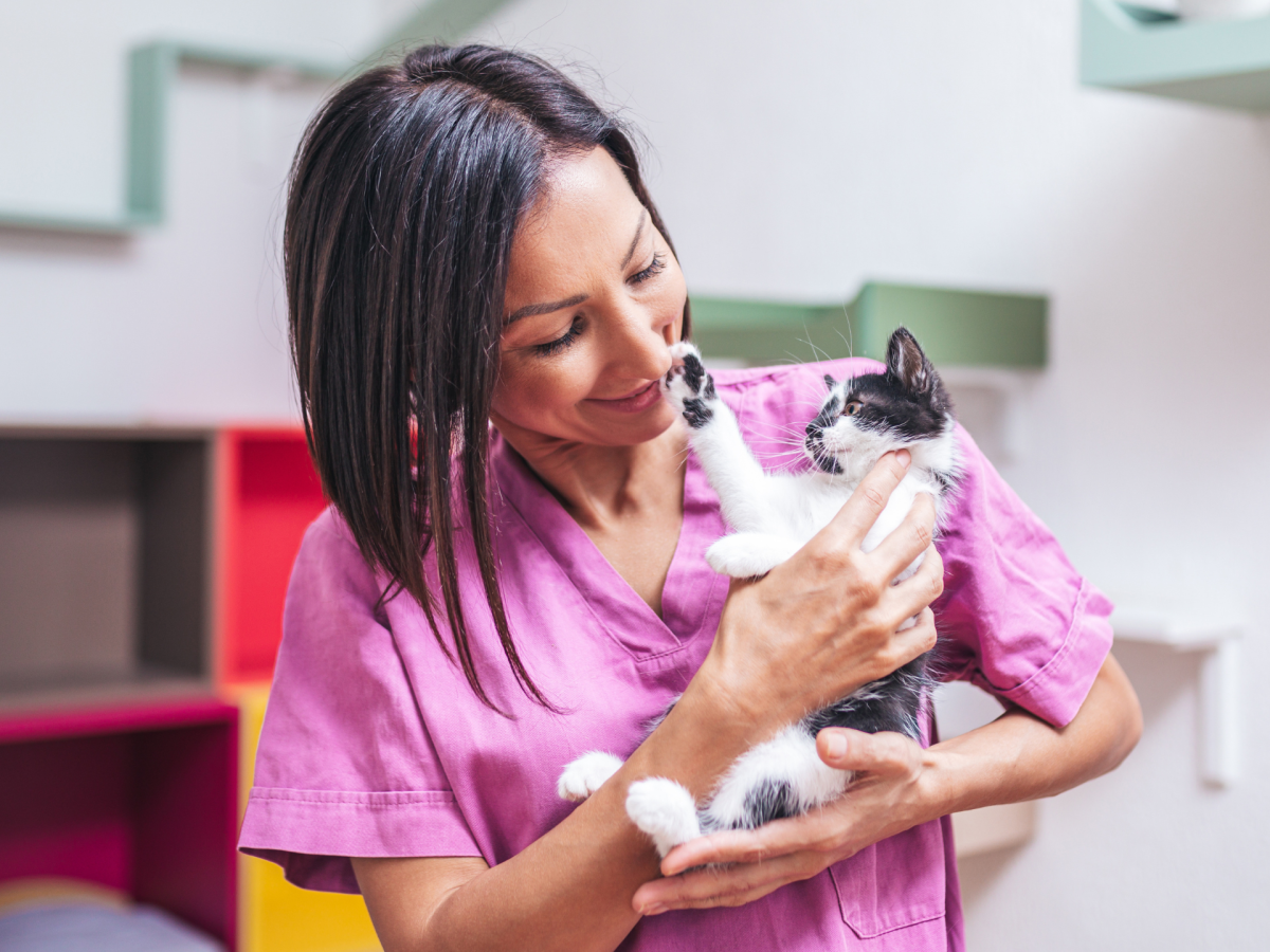 Katze aus dem Tierschutz adoptieren: Diese Kosten musst du einplanen